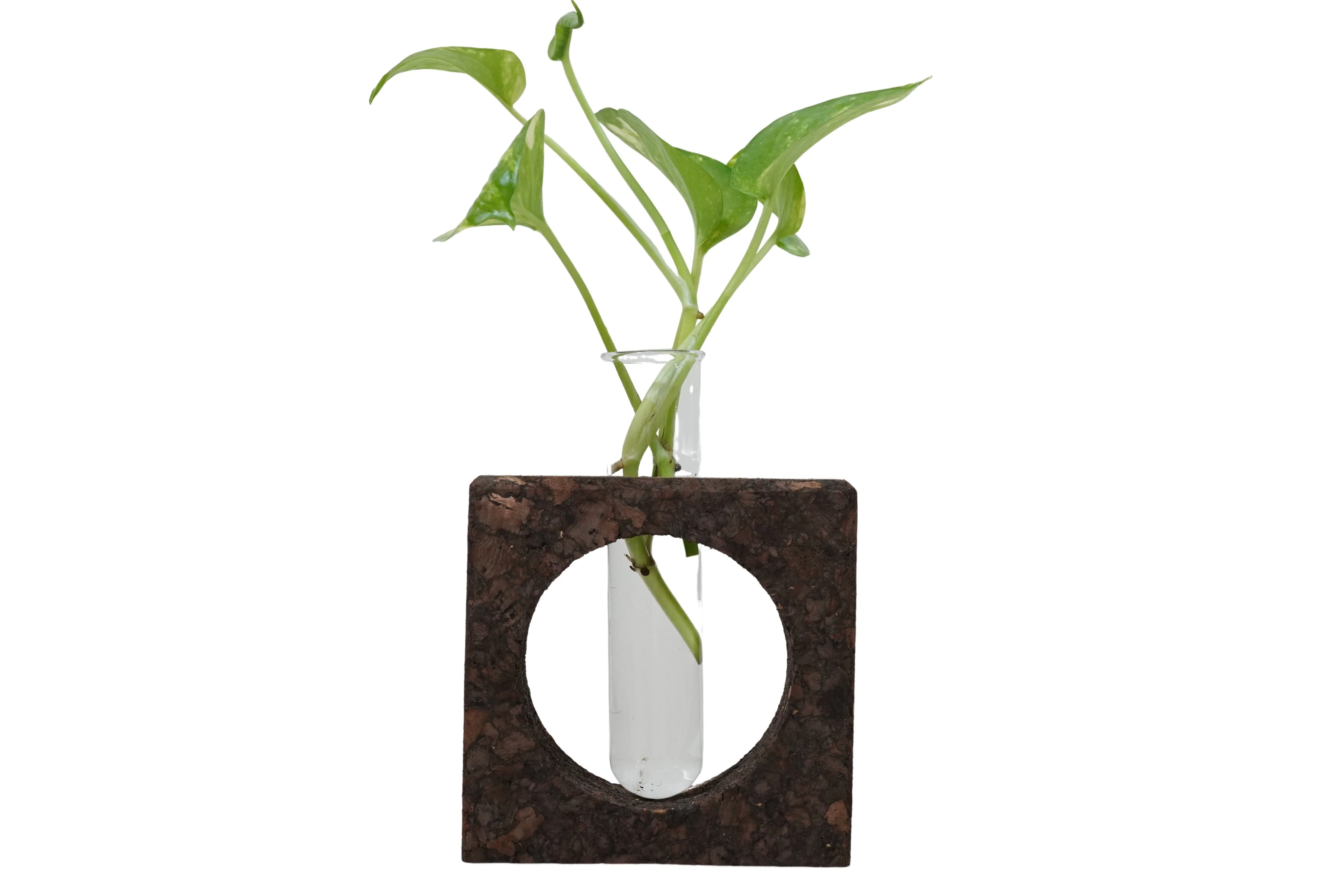Cork Bark Planter With Test Tube